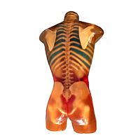 True Phantom Solutions CT-A01 Adult Torso For X-Ray CT, MRI