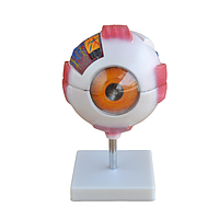 PHYWE MOD-EYE Eye Model (16 x 13 x 16 cm)
