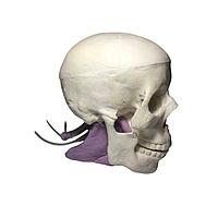 True Phantom Solutions SL-A02 Adult Skull With Brain For X-Ray CT, US, MRI
