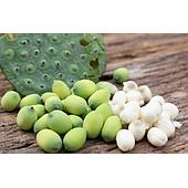 Determination of amylose in fresh lotus seeds using a multispectral camera