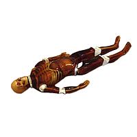 True Phantom Solutions FB-A01 Adult Full Body For X-Ray CT, MRI