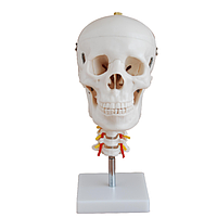 PHYWE MOD-SKULLSPIN Skull With Cervical Spine Model (Natural size)