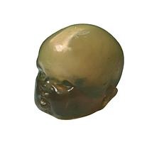 True Phantom Solutions HD-N02 Newborn Head (Simple) For X-Ray CT, US, MRI