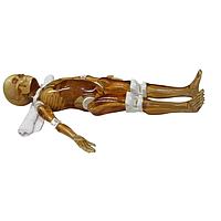 True Phantom Solutions FB-P02 Pediatric Full Body For X-Ray CT, US