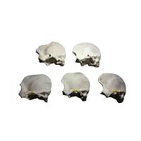True Phantom Solutions TW-A01 Temporal Bone
