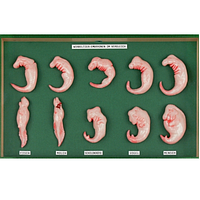 PHYWE KLA-465-100 Vertebrate Embryos