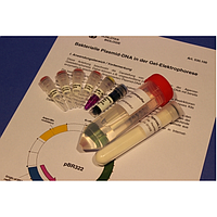 PHYWE KLA-530-100 Kit Bacterial Plasmid DNA In Gel Electrophoresis