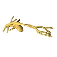 True Phantom Solutions HT-A01 Adult Heart For X-Ray CT, US, MRI