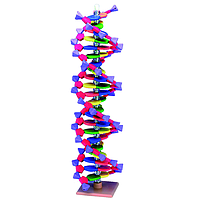 PHYWE 39850-00 DNA Model With 22 Basepairs
